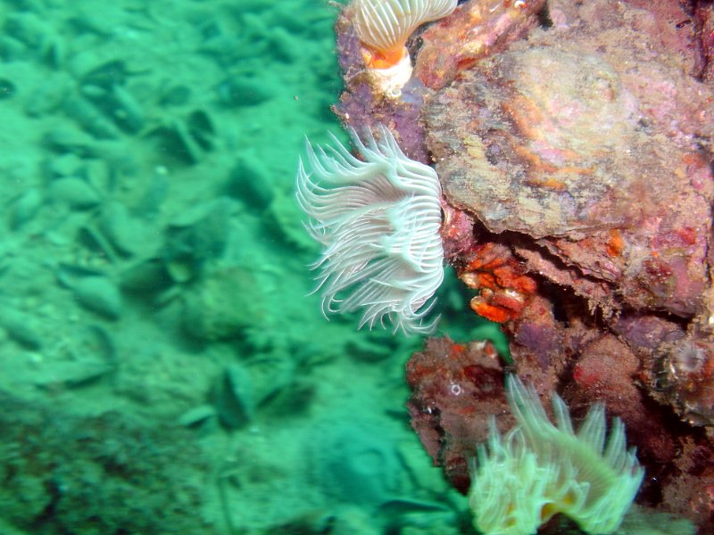 2012-09-08 11-09-01 Ludo.jpg